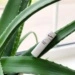 Dr. Spiller Aloe Vera Lip Balm